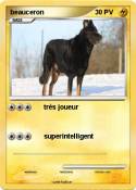 beauceron