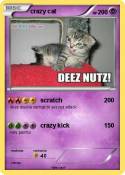 crazy cat