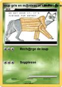 loup gris en