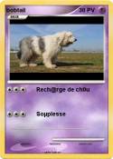bobtail