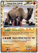 Hump Day Camel