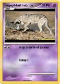 loup-pit-bull