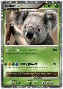 koalaer