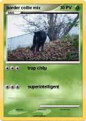 border collie