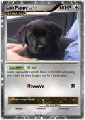 Lab Puppy