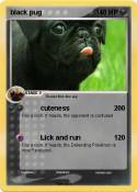 black pug