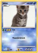kitten