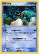 Sea Slug