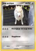 loup arctique