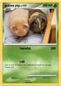guinea pig