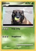malinois