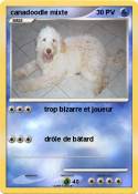 canadoodle mixt