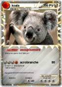 koala