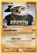 ganster cat