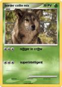 border collie