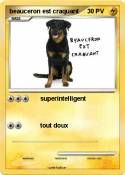 beauceron est