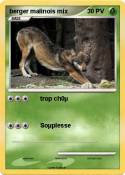 berger malinois