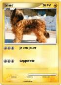 briard
