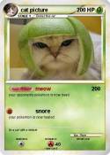 cat picture