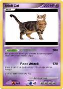 Adult Cat