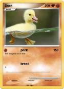 Duck