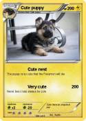 Cute puppy