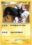 beauceron