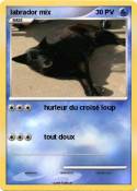 labrador mix
