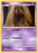 shih-tzu