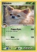 Chihuahua
