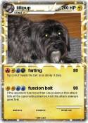 lillipup