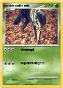 border collie