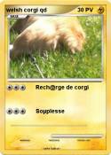 welsh corgi
