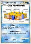 cell membrane