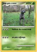 loup gris