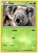 koala