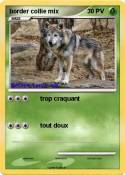 border collie