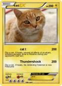 cat
