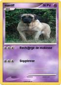 mastiff
