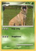 malinois