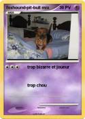 foxhound-pit-bull