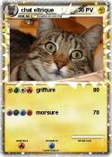 chat eltrique