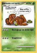 marmotte est