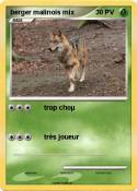 berger malinois