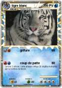 tigre blanc