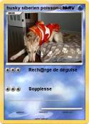 husky siberien
