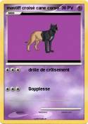 mastiff croisé