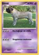 mastiff