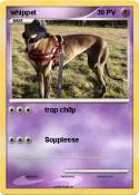 whippet