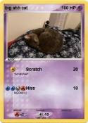 big ahh cat